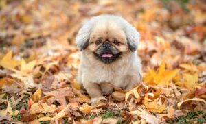 保育士資格を取得するための受験資格に実務経験がない場合はどうすればいい？